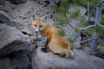 Wild Fox Near Den in Wilderness Animals
