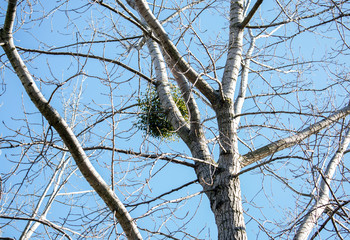 nest in a tree under the sky