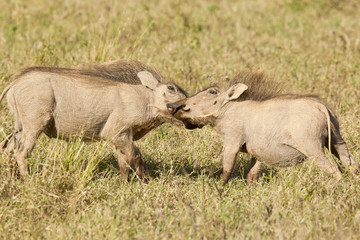 Two playing warthogs in dry grass