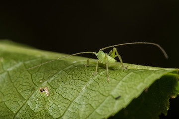 Green bug