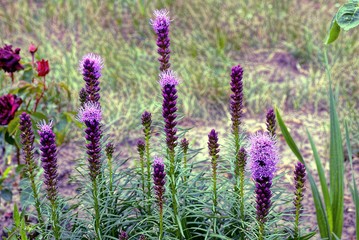 Obraz premium красивые длинные декоративные цветы в летнем саду