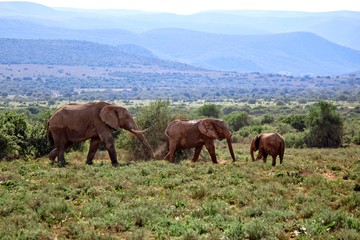 Fototapeta na wymiar Elephant family of three