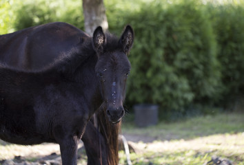 Baby mule
