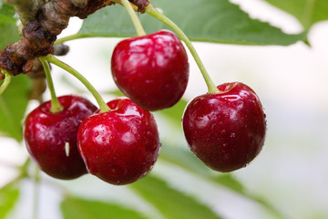 Cherry on a tree branch close up.