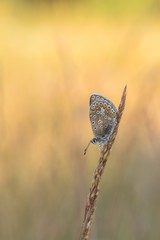 Beautiful nature scene with butterfly Common blue (Polyommatus icarus). Macro shot of butterfly on the grass. Butterfly in the nature habitat.