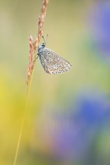 Beautiful nature scene with butterfly Common blue (Polyommatus icarus). Macro shot of butterfly on the grass. Butterfly in the nature habitat.