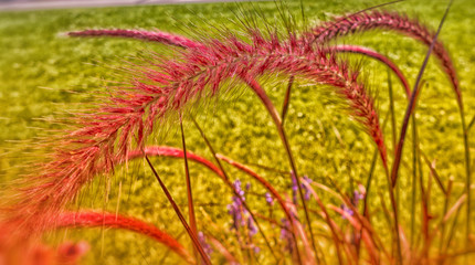 Eine rote Pflanze vor grünem Hintergrund