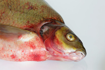 fresh fish