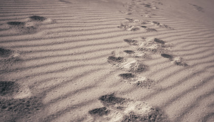 Footprints in the sand on the beach.