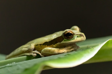 Tree Frog