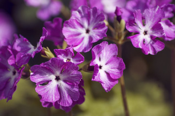 Obraz premium primula