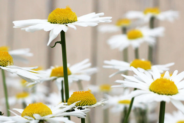 Beautiful large daisies in the garden, summer flowers