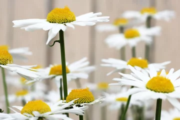 Photo sur Plexiglas Marguerites Beautiful large daisies in the garden, summer flowers