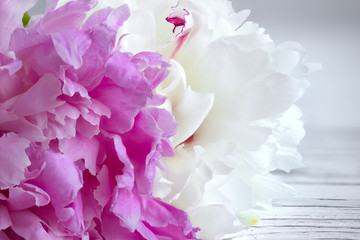 White purple peony flower on white wooden background.