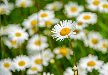Close-up alone chamomile in focus on a background of a blurry camomile field at summer sunny day