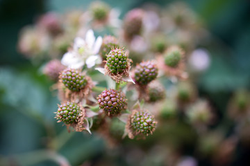 Brombeere / unreife Brombeeren an einem Strauch