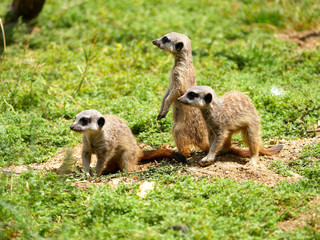 Suricate