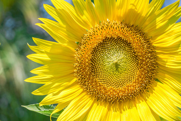 Beautiful sunflowers and bee in outdoor garden.