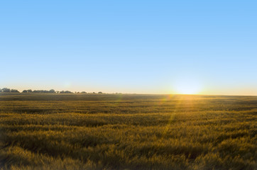 Ears of wheat in the field. backdrop of ripening ears of yellow wheat field on the sunset cloudy orange sky background. Copy space of the setting sun rays on horizon in rural meadow 