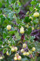 Stachelbeeren / Stachelbeeren an einem Strauch