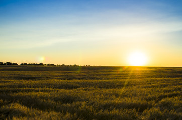 Plakat Ears of wheat in the field. backdrop of ripening ears of yellow wheat field on the sunset cloudy orange sky background. Copy space of the setting sun rays on horizon in rural meadow 