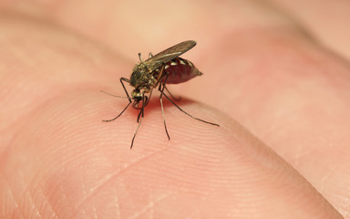 The mosquito drinking blood