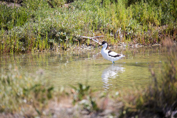 Avocette élégante dans les maaris salants