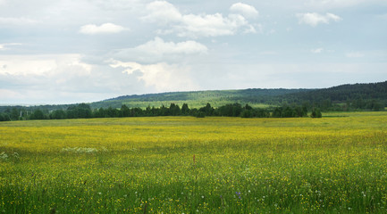 Obraz premium Field of buttercups
