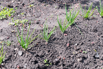 Growing green onions in the garden in the garden in the spring.