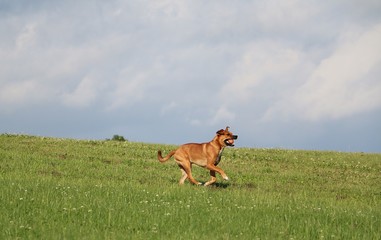 brauner mischlingshund hat spaß im garten