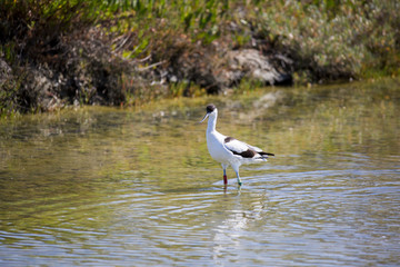 Avocette élégante dans les maaris salants