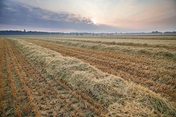 Abgemähtes Kornfeld