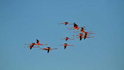 Flying Flamingos on blue Sky