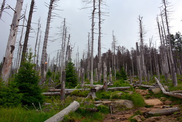 Waldsterben