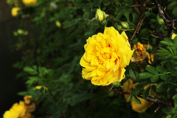 fresh yellow roses in green sunny garden