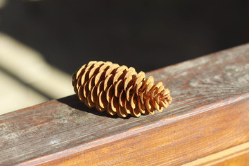 Fir cone laying on a sun light