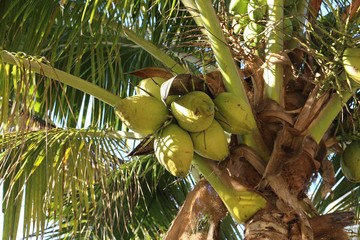 Healty Coconuts on the Tree