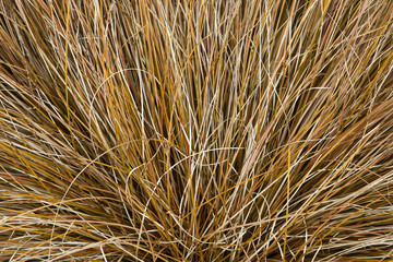 dry grass background