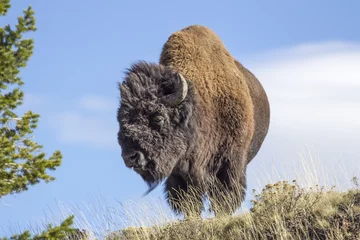 Tuinposter buffalo © Jason