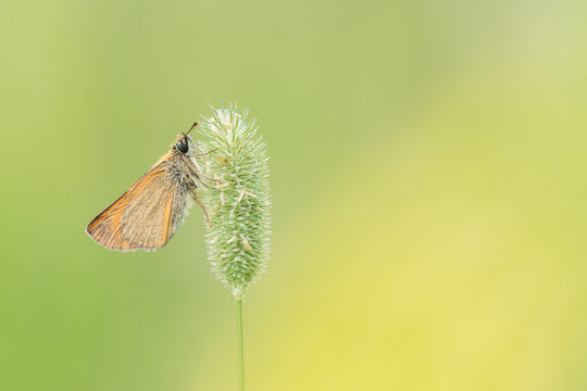Beautiful nature scene with butterfly Essex skipper (Thymelicus lineola). Macro shot of butterfly on the grass. Butterfly in the nature habitat.