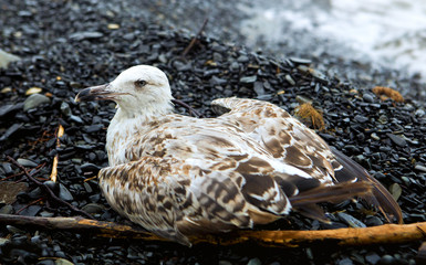 seagull wounded