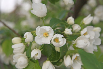 Naklejka na ściany i meble Flowers of the apple tree in spring