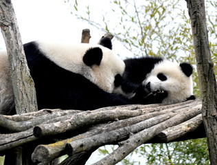Obraz na płótnie Canvas Pandababy mit Mutter