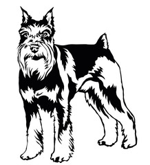 Decorative standing portrait of dog Miniature Schnauzer, vector illustration