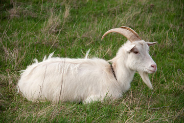 Obraz premium One white goat on green grass in a field