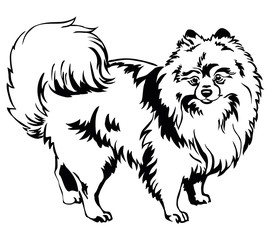 Fototapeta premium Decorative standing portrait of Dog Pomeranian (Spitz) vector illustration