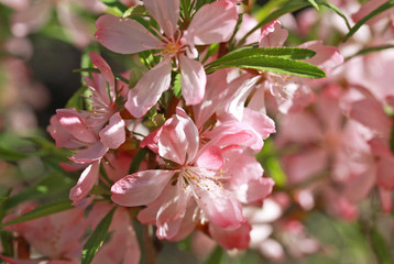 Flowering almond steppe (Prunus tenella)
