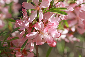Flowering almond steppe (Prunus tenella)
