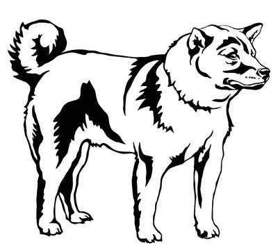 Decorative standing portrait of dog Shiba Inu, vector illustration