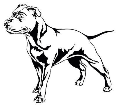 Decorative standing portrait of dog Staffordshire Bull Terrier vector illustration